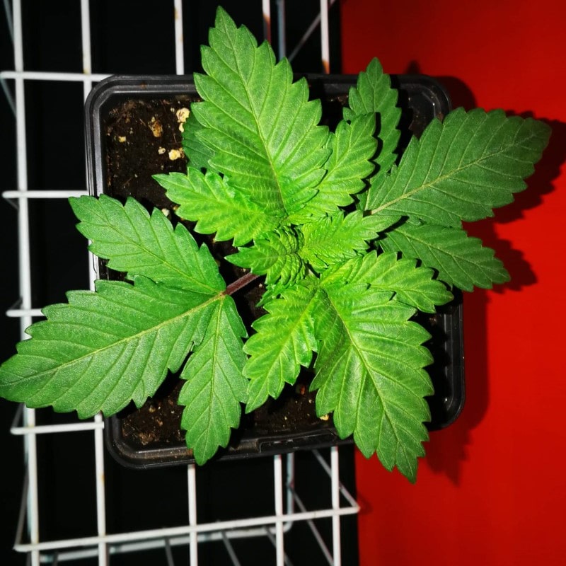grow tagebuch monkey grease