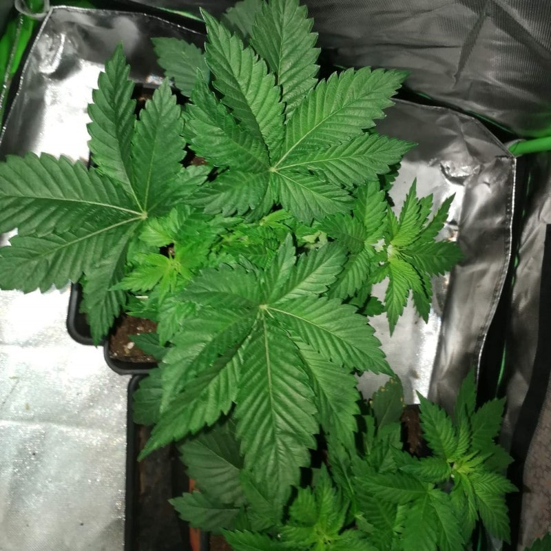 grow tagebuch monkey grease