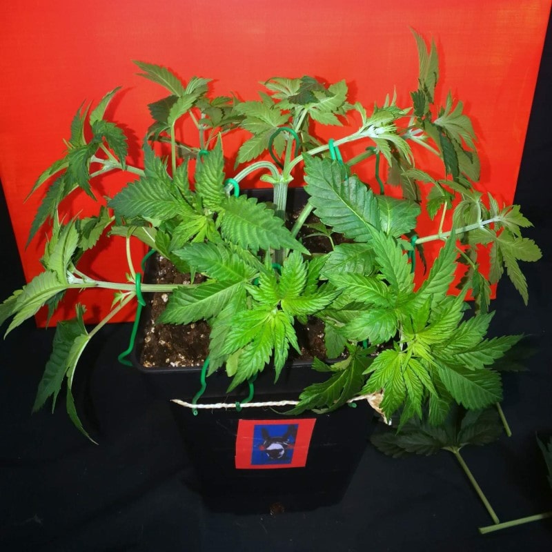 grow tagebuch monkey grease