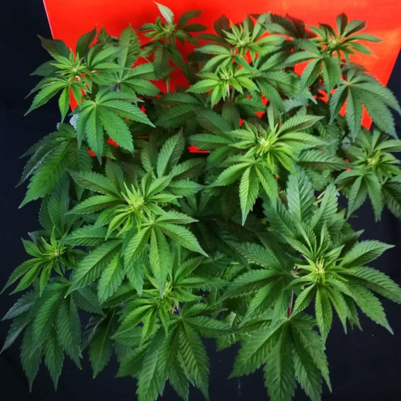 grow tagebuch monkey grease