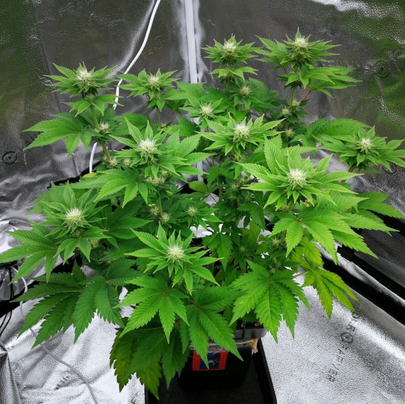 grow tagebuch monkey grease
