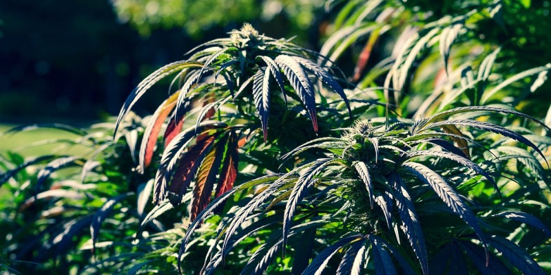 bestiary of cannabis pests