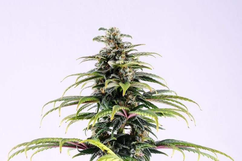 dolor y cannabis
