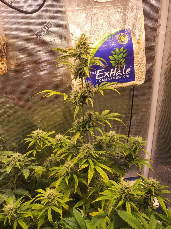 grow tagebuch baby boom auto