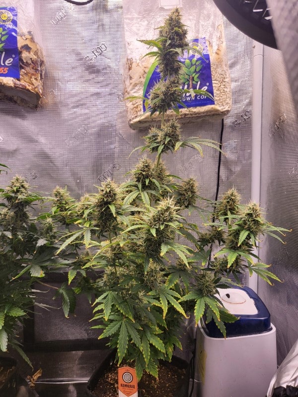 grow tagebuch baby boom auto