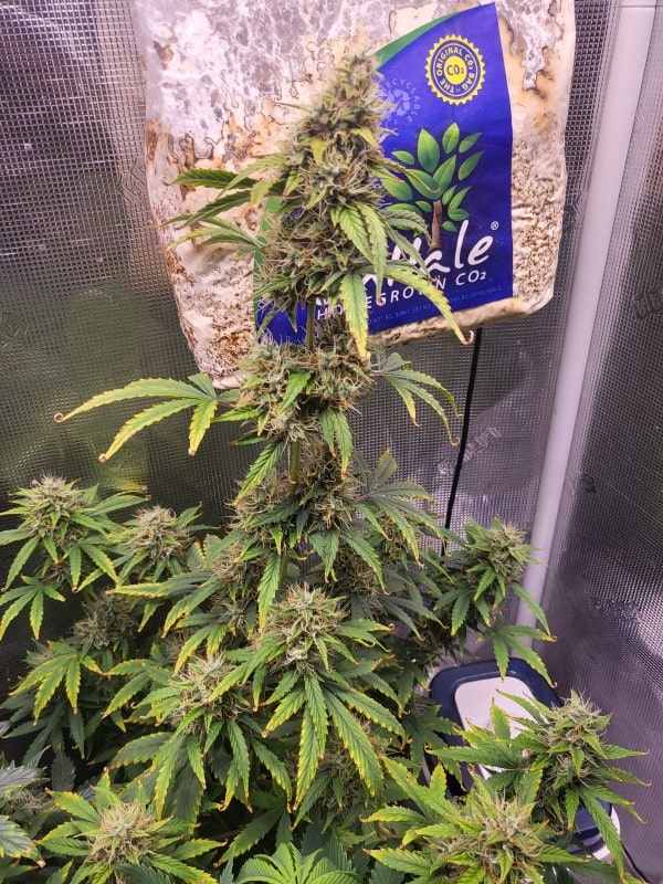 grow tagebuch baby boom auto