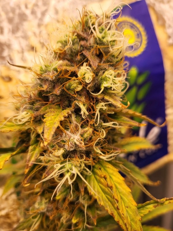 grow tagebuch baby boom auto