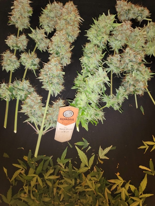 grow tagebuch baby boom auto