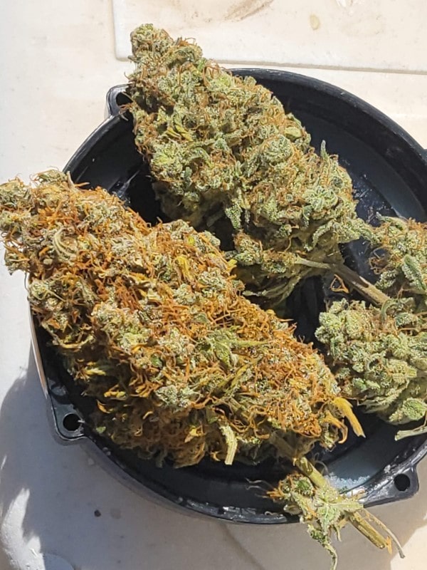 grow tagebuch baby boom auto