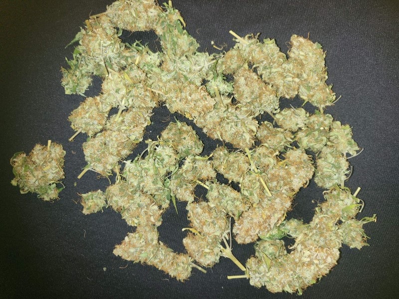 grow tagebuch baby boom auto