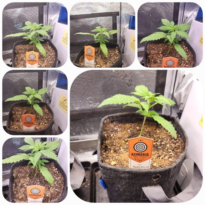 grow tagebuch baby boom auto