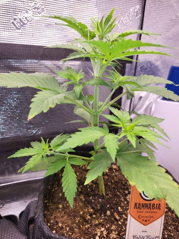 grow tagebuch baby boom auto