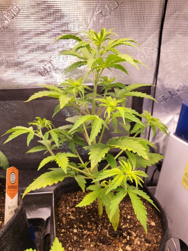 grow tagebuch baby boom auto