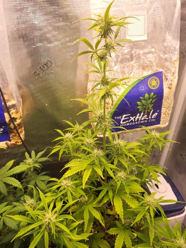 grow tagebuch baby boom auto