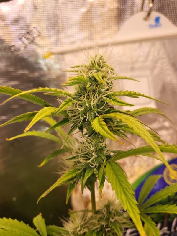 grow tagebuch baby boom auto