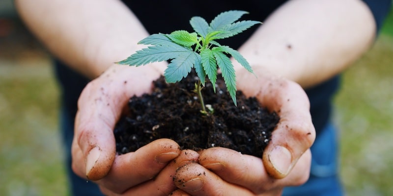 use microorganisms grow kannabis