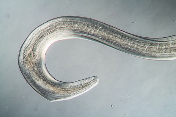 use microorganisms grow kannabis