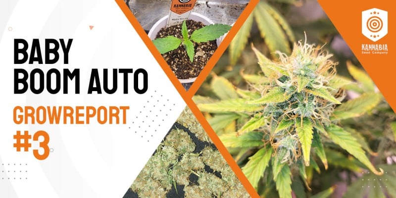 grow tagebuch pure skunk go fast