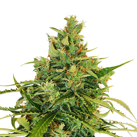 plant cannabis seeds outdoors