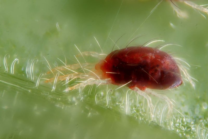 red spider