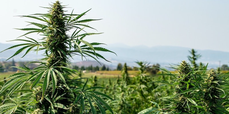 Bis wann kann man Cannabissamen outdoor säen?