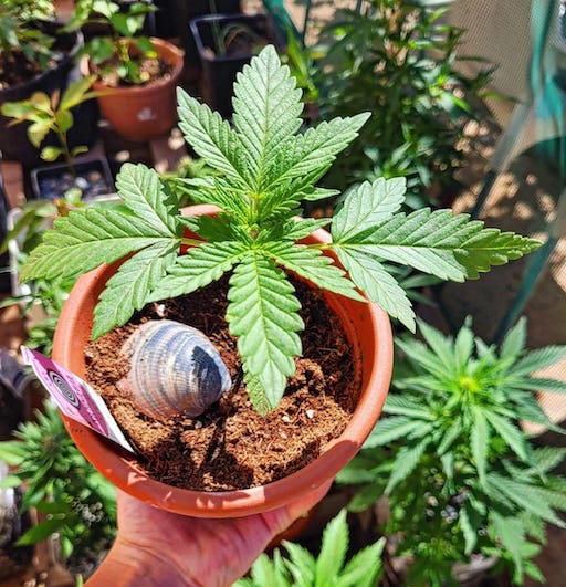 plant cannabis seeds outdoors