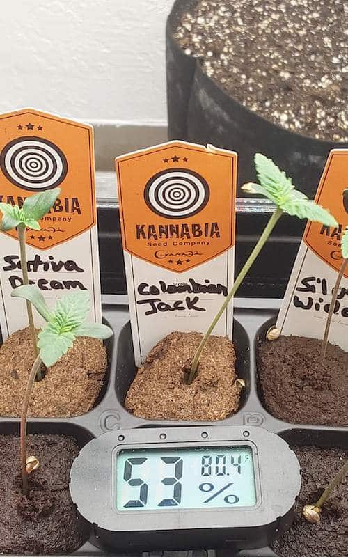 grow tagebuch colombian jack