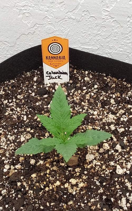 grow tagebuch colombian jack