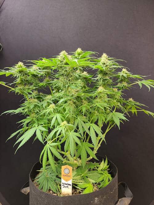 grow tagebuch colombian jack