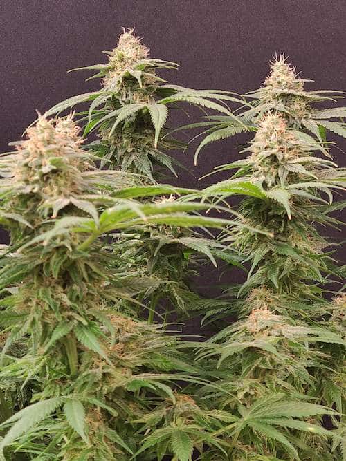 grow tagebuch colombian jack