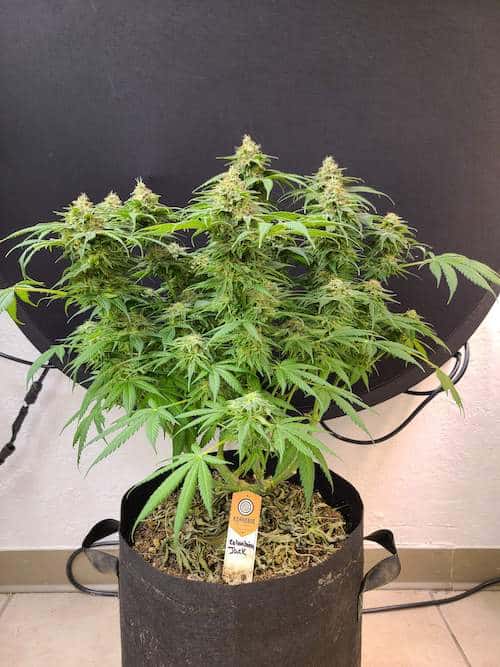 grow tagebuch colombian jack