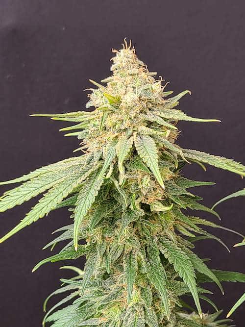 grow tagebuch colombian jack