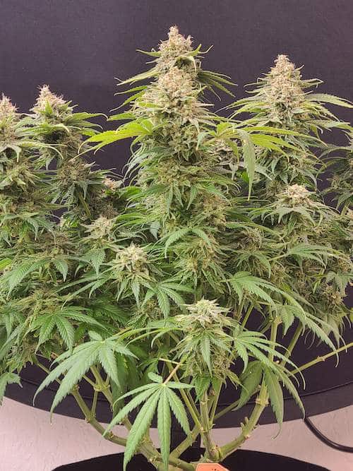 grow tagebuch colombian jack