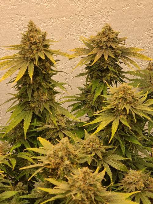 grow tagebuch colombian jack