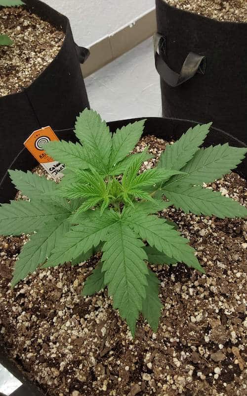 grow tagebuch colombian jack