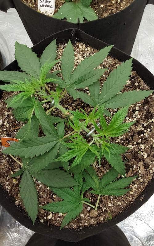grow tagebuch colombian jack
