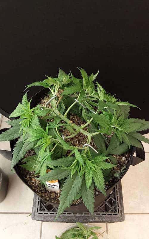 grow tagebuch colombian jack