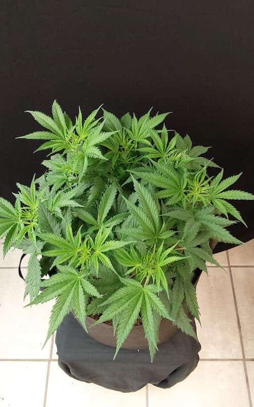grow tagebuch colombian jack