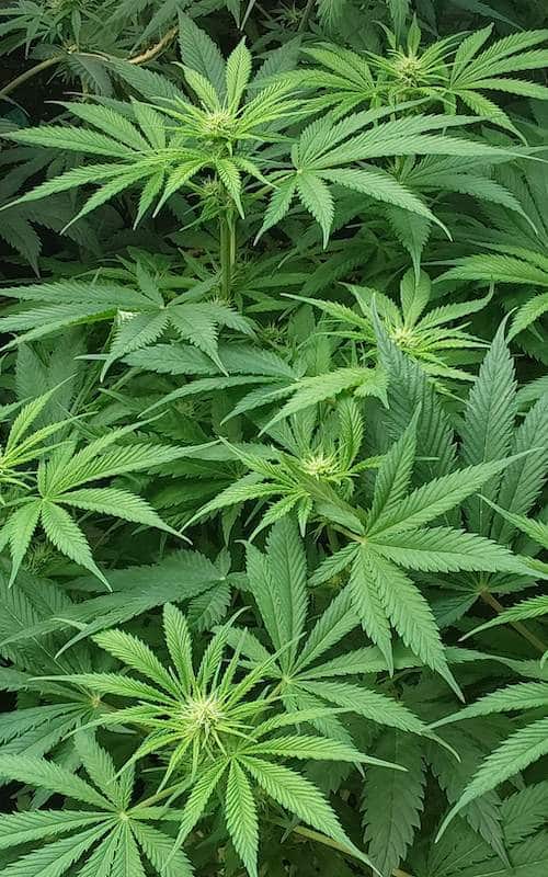 grow tagebuch colombian jack
