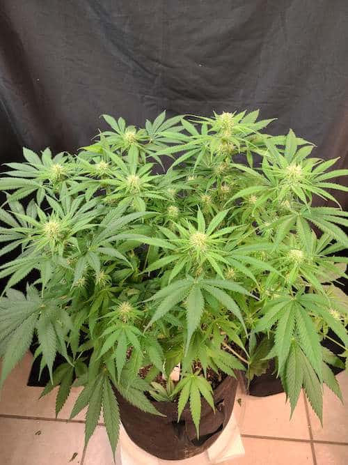 grow tagebuch colombian jack