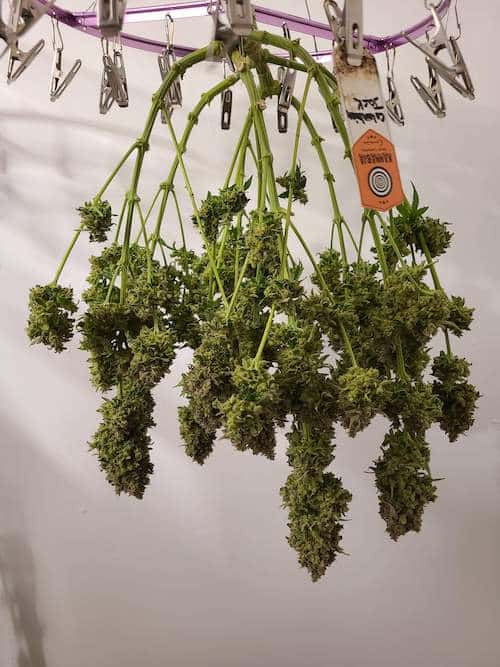 grow tagebuch colombian jack