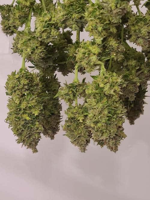 grow tagebuch colombian jack