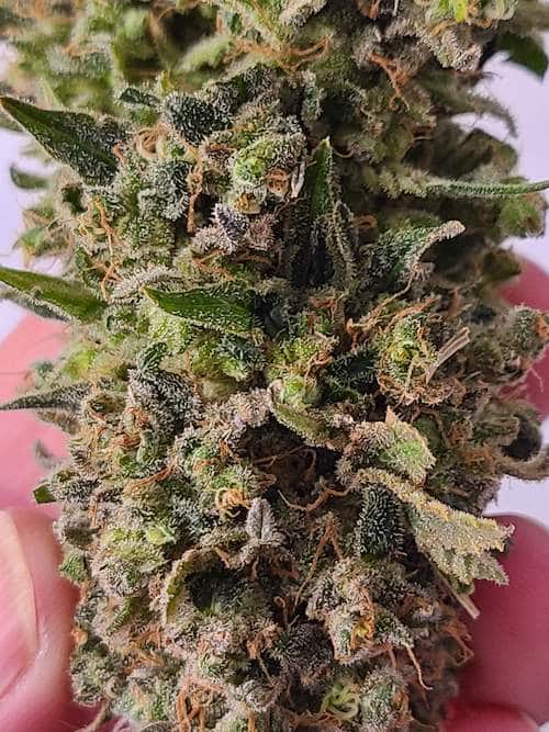 grow tagebuch colombian jack