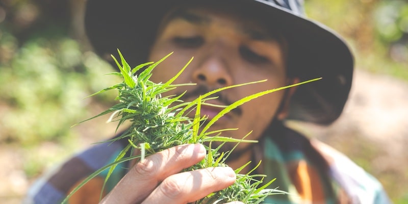 Die vielversprechende Zukunft von Cannabis in Lateinamerika