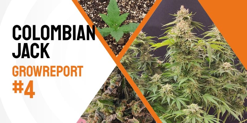 grow tagebuch cbdv auto