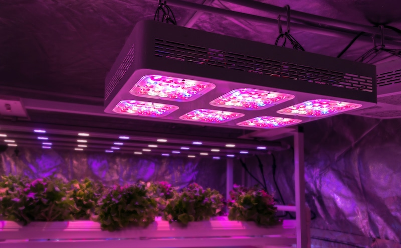 tipps größere Buds growern