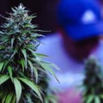 10 Tipps für größere Buds von den Experten unter den Growern