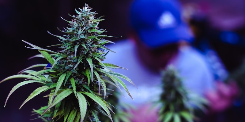 10 Tipps für größere Buds von den Experten unter den Growern