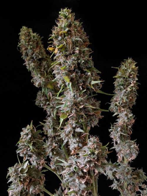 grow tagebuch kaboom