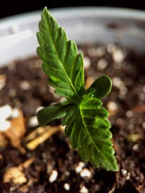 grow tagebuch kaboom